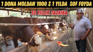 Mol Boqishni Yorvorishibdi  30 Yillik Tajriba 1Ta Buqadan 1 Yilda 1000$ Foyda