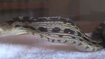 Gopher snake swallows rat alive 2 (feet first) _ reupload