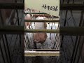 どうやって回るの？ぶたやさんあるある