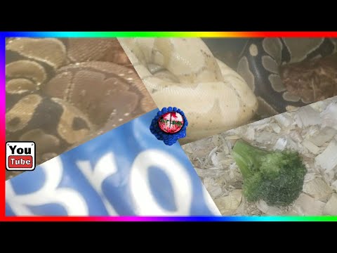 Tips An Tricks For Breeding Ball Python's An Rats #live #tntballs #snakebreeder #rats