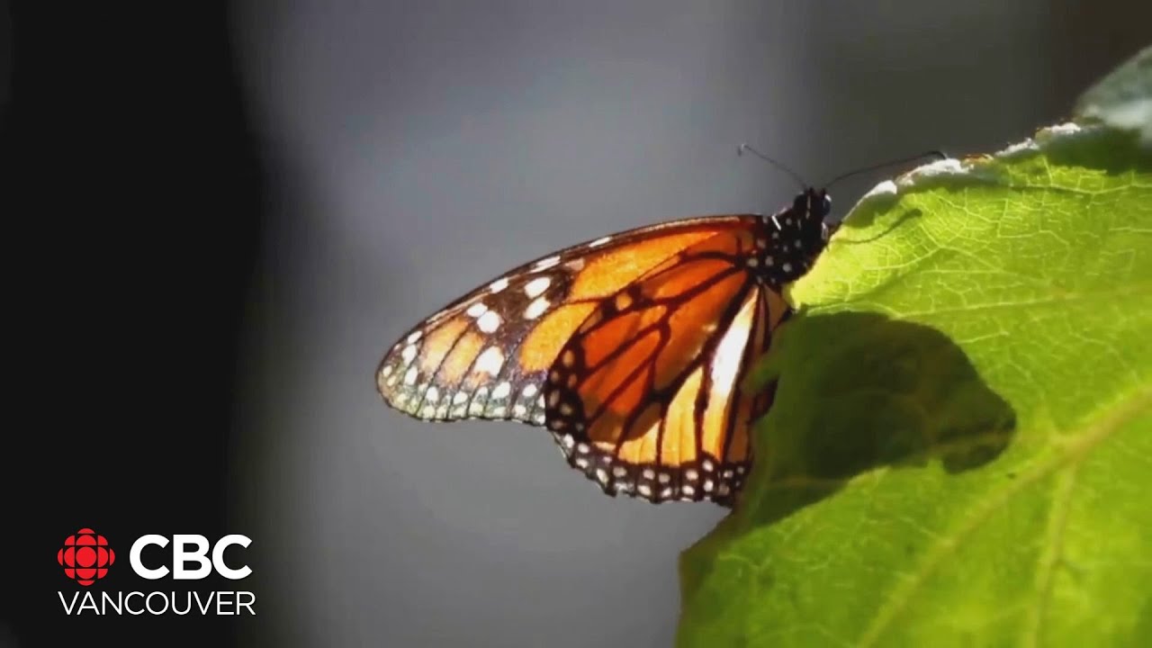 Migrating monarch butterflies may be harmed by common pesticides