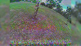 Quick Tree Race Practice!
