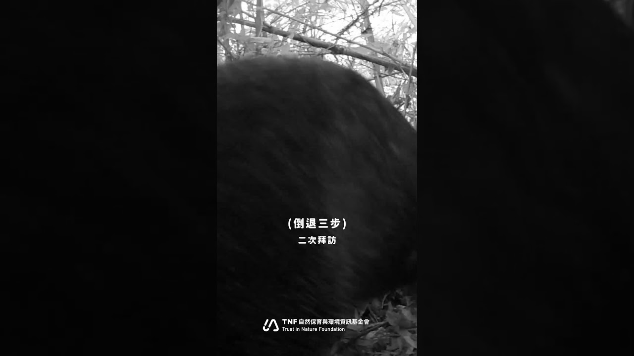 山豬貼臉闖鏡頭！近距離拍到棲地居民 Wild Boar Charges Right into the Camera Lens!｜自然環資 TNF #臺灣野豬 #nature #naturecam 縮圖