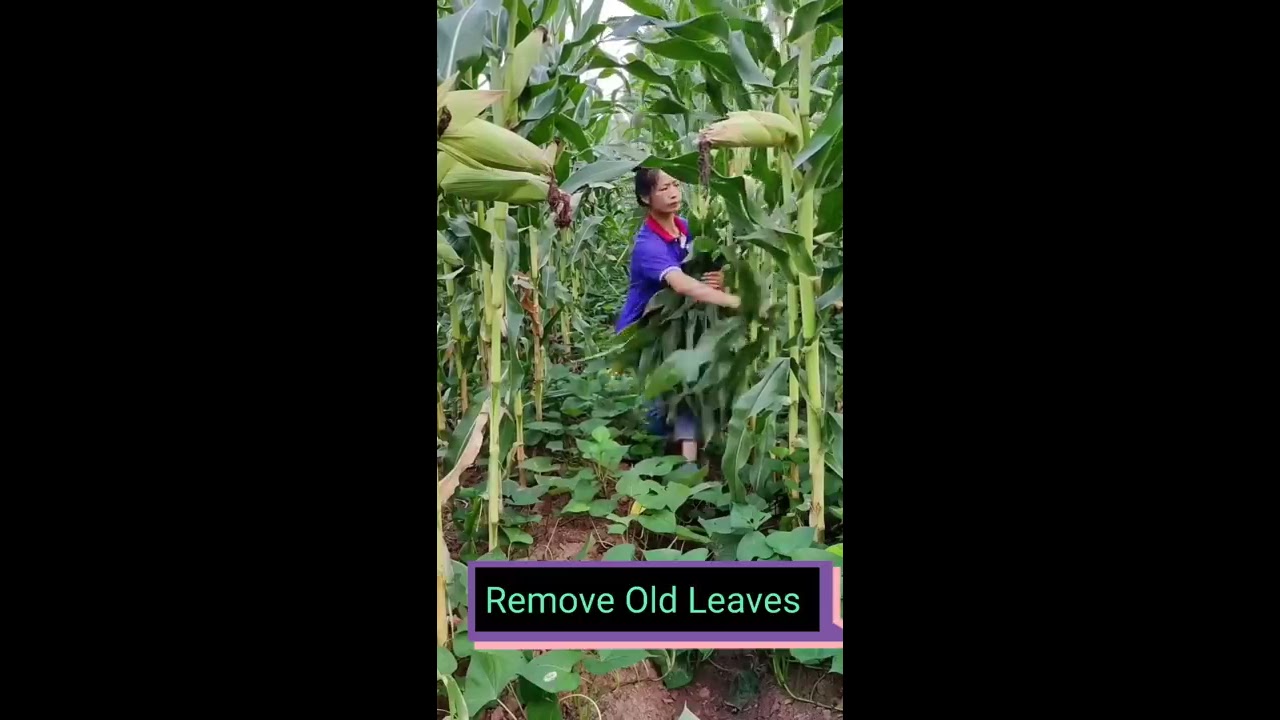 Corn Farming Techniques Satisfying Short