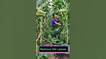 Corn Farming Techniques Satisfying Short 