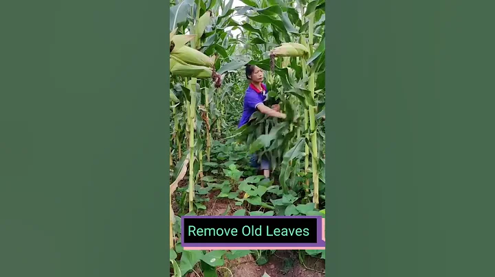Corn Farming Techniques 😎 #satisfying #short - DayDayNews