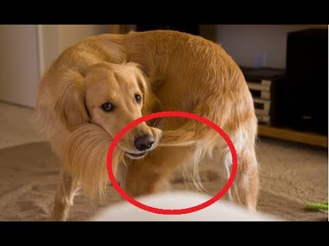 Video: The Pooch Ate cosa? È un mondo da cani-mangia-biancheria intima per veterinari
