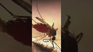 Why Do Mosquito Bites Itch Instead Of Hurt