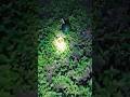 Found This in the Dark 🌙 | Night Torch Discovery #NightHide #NightExploration