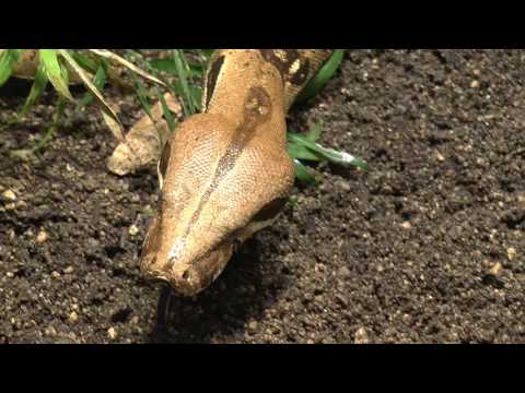 Snake Berlin Zoo 22 November 2016 Panasonic VideoCamera!