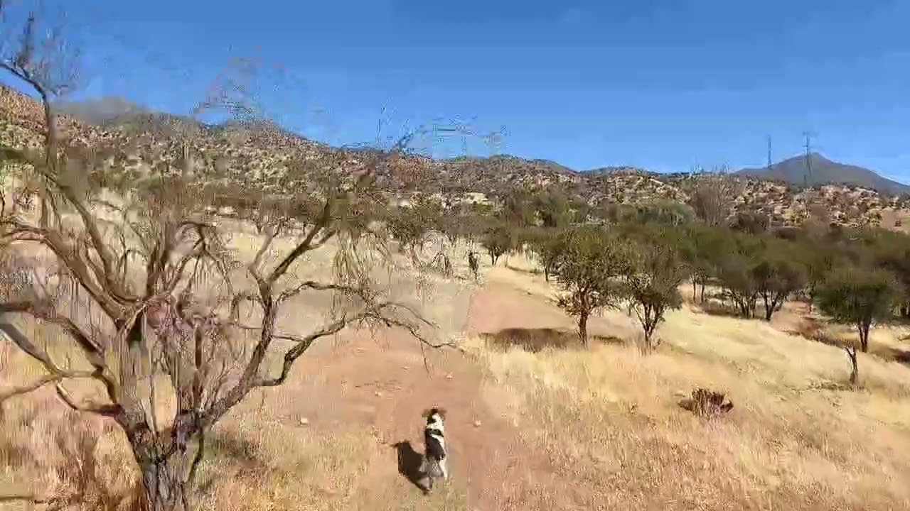 laceando en el cerro 218 .. HOMBRE DE CAMPO CHILENO