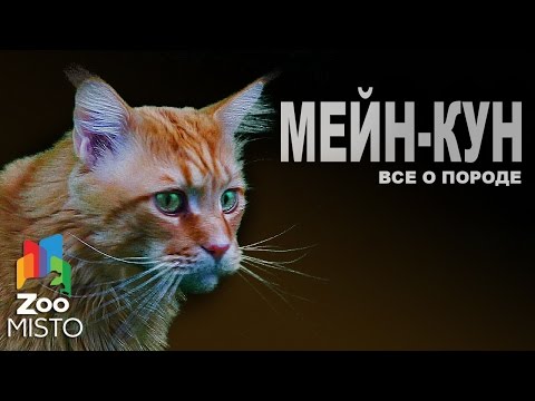 Мейн-Кун - Все о породе