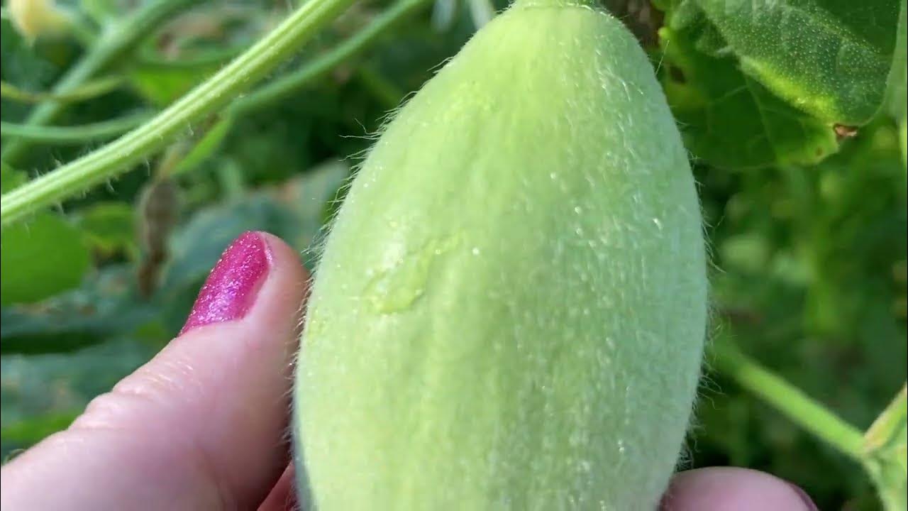 Sugar cube cantaloupe tasting,tresilling,pollination,review,groundhog