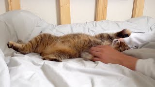 飼い主が嬉しい時、満面の笑顔で一緒に喜んでくれる猫www【成保護猫と暮らしたくなるまとめ#17】