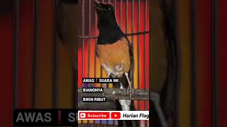 Download Lagu awas❗suara ini biangnya bikin ribut murai batu gacor #short #shorts #shortsvideo #shortsfeed MP3 Download Lagu awas❗suara ini biangnya bikin ribut murai batu gacor #short #shorts #shortsvideo #shortsfeed MP3