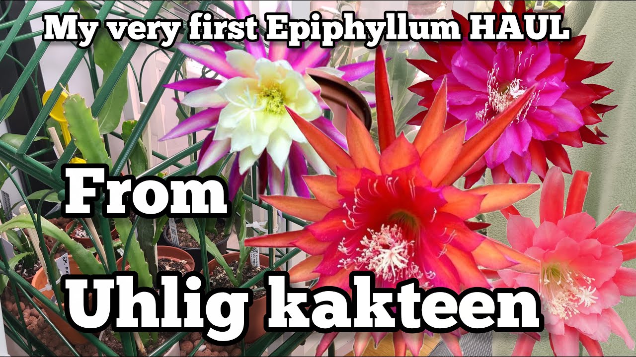 ЭПИФИЛЛЮМ ИЗ УХЛИГСКИХ КАКТУСОВ