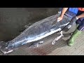 How to cut giant Marlin fish - fish cutting skills