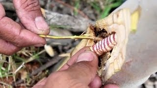 Hunting for, and eating, a witchetty grub