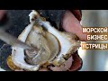 Как выращивают устриц? Морская ферма. Черноморский бизнес