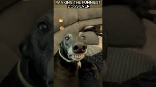 ComedyPet Studio – Daily Funny Pets Cat Videos,Dog Fails &amp; Voiceover Pet Comedy That Makes You Laugh