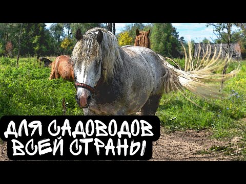 КОНСКИЙ НАВОЗ. ЖИДКИЙ
