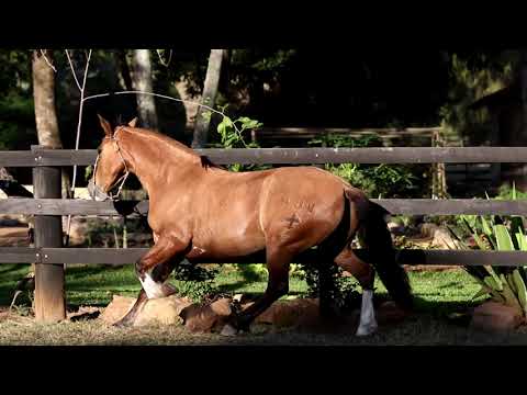 Lote 09 - Namorada da Matarazzo