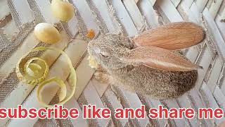 Rabbit Quite Children Since Video