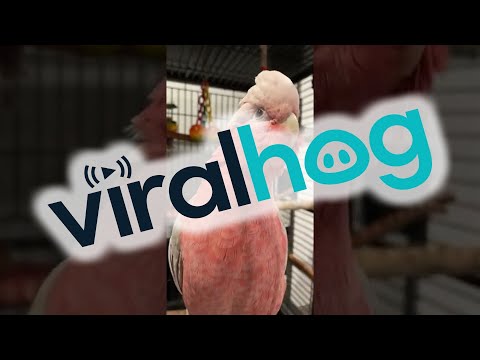 Video: Weißbauchiger Caique