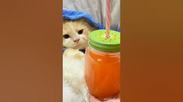 Watch the video about Lovely Cat😍😻 #cats #pets #catlover #shortsvideo #kitty #tiktok #kucinglucu #cat #funny #cutecat#cats