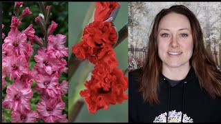 Frizzle Gladiolus? YES, PLEASE : Flower Hill Farm
