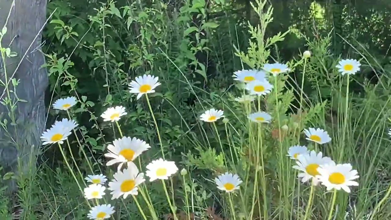 Cicadas on a country road in Missouri