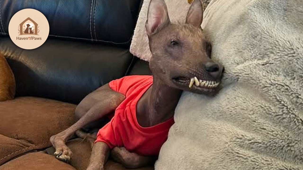 DNA Tests Revealed This Dog Is A Mix Of 10 Breeds | Meet Nina