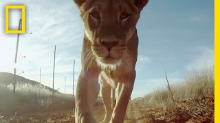 ライオンに食べられるのを疑似体験できる映像 | ナショジオ