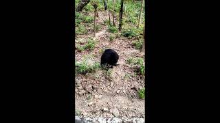 Mother Bear Teaches Cubs to Fish | BBC Earth