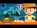 Udang mantis  leo si penjaga alam  minisode