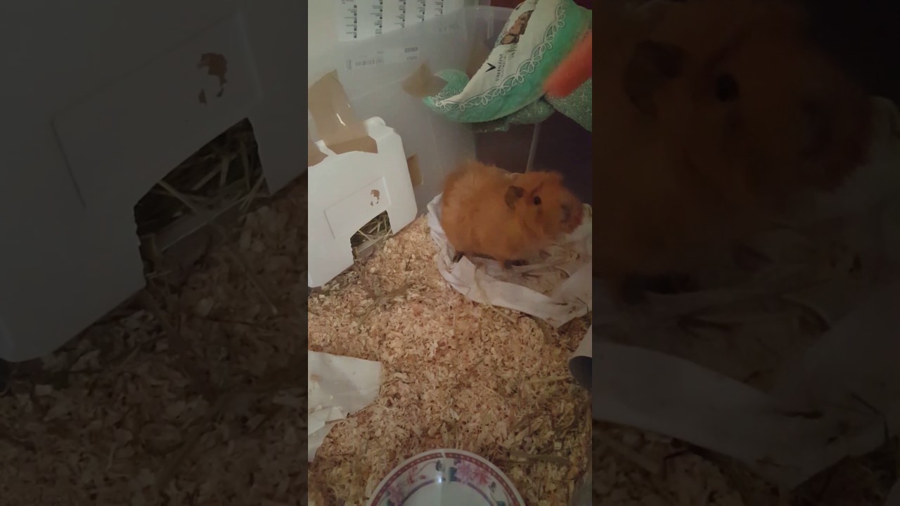 Guinei pig eat carrots ) YouTube