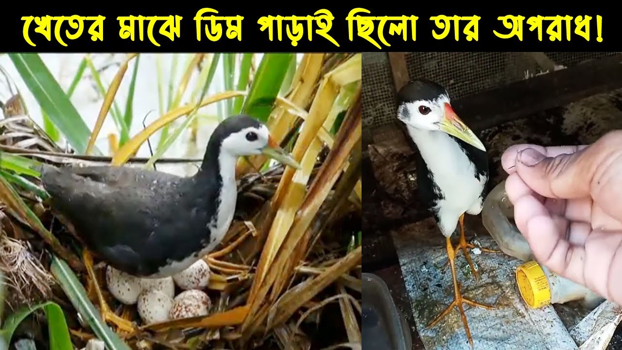 ডাহুক পাখির জীবন কাহিনী | Bird Story-152 |The life story Of White-Breasted Waterhen