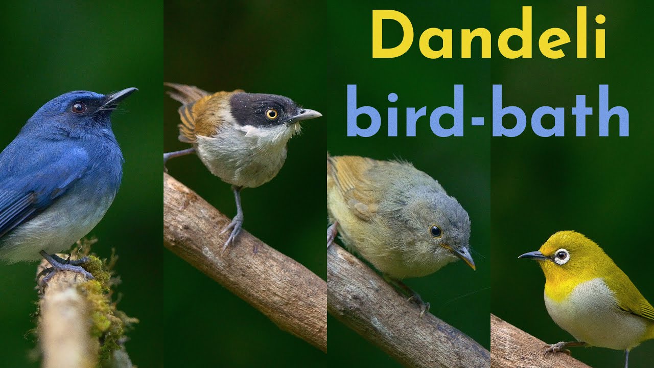 Birdbath in Old Magazine House resort, Karnataka | 4K Nature |