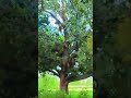 ayegi barsat kha jayege bahne de pani dub jayege song short video