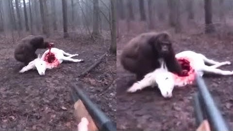 TERRIFYING BIGFOOT Attack! Hunter Thrown 15 Feet, Ribs Cracked - Olympic Forest Nightmare