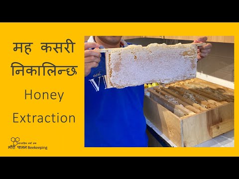 मह कसरी निकालिन्छ / Honey Extraction Process