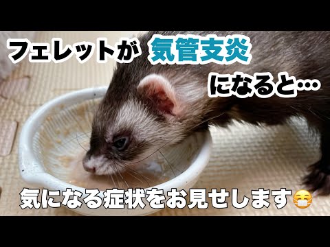 フェレットの運動失調：初期症状を見逃さないための飼い主ガイド