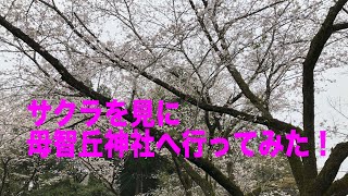 サクラを見に母智丘神社へ行ってみた! サクラを見に母智丘神社へ行ってみた!