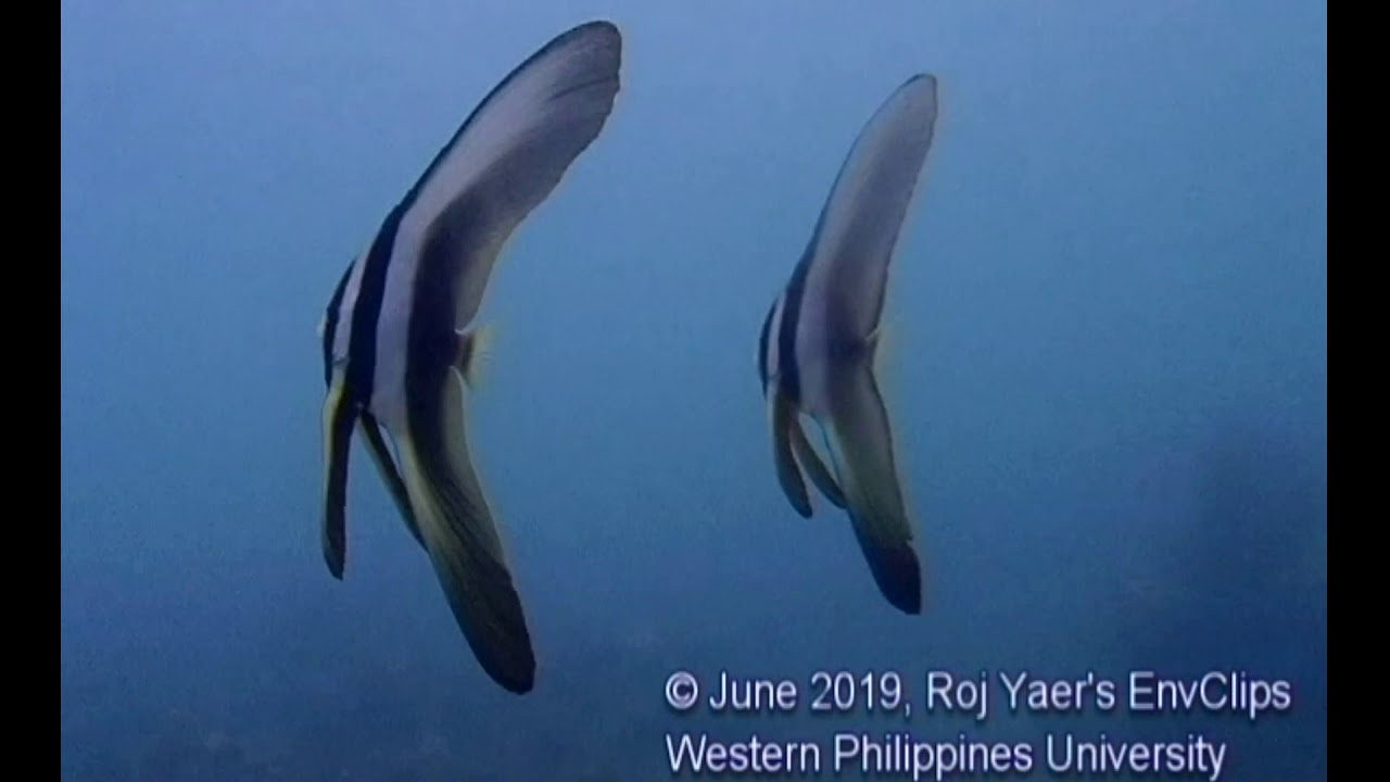 Palawan: Diving at WPU Binduyan Marine Research Station - Part 2