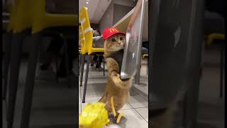 “Cat got FIRED from McDonald’s after this 💀🍟
