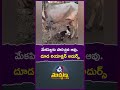 మేకపిల్లకు పాలిచ్చిన ఆవు.దూడ రియాక్షన్ అదుర్స్ #goat #cow #emotional #humanity #animals #viral #sad