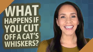 What happens if you cut off a cat s whiskers