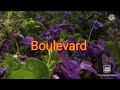 Boulevard||Dan Byrd { With Lyrics }