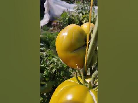 Томат Дикий тимьян на 24.08.22 в грунте - YouTube