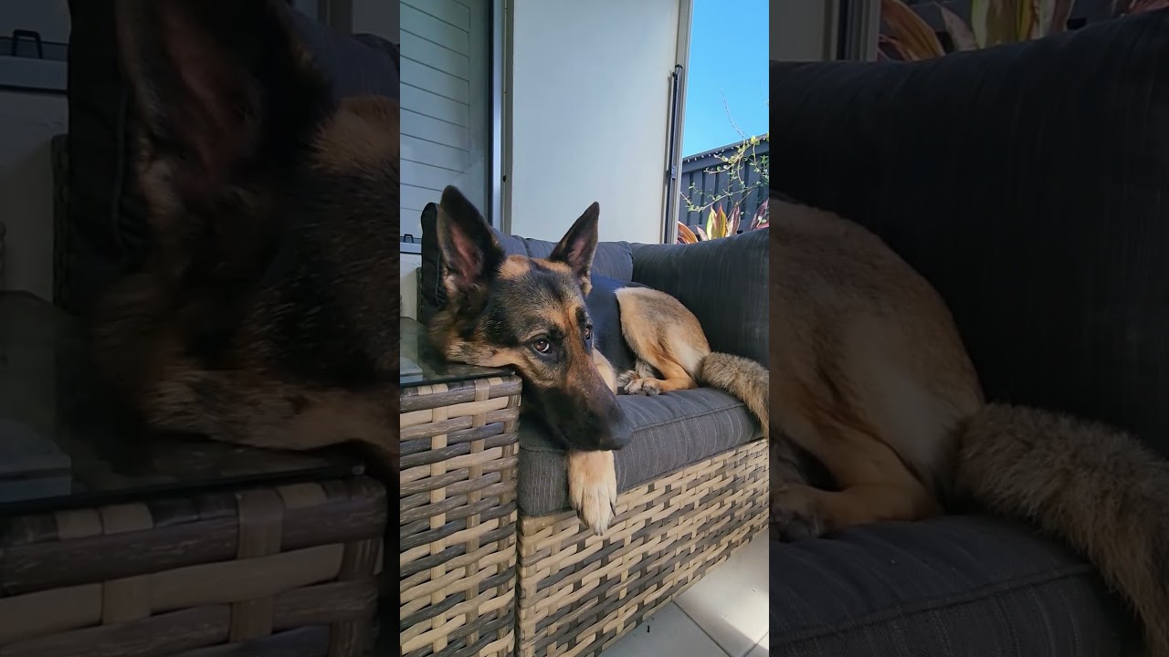 Sad puppy dog eyes, she is a delight once you know her! 